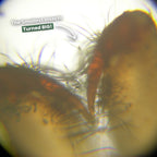 The Original MiniScope